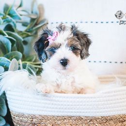 Bernedoodle and Goldendoodle Puppies from Hommel’s Mini Darling Doodles