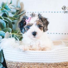 Bernedoodle and Goldendoodle Puppies from Hommel’s Mini Darling Doodles