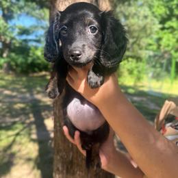 Millie - Brindle female Dachshund puppy in Grant, Oklahoma from Weenie World