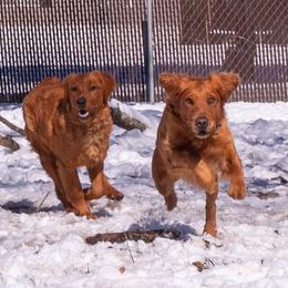 Golden Retriever Puppies from True Grit Golden Retrievers