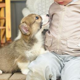 Oak - Sable male Pembroke Welsh Corgi puppy in Adairsville, Georgia from Ingram's Corgis