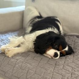 Girl 1 - Blenheim female Cavalier King Charles Spaniel puppy in Washington, North Carolina from Farmhouse Cavaliers NC