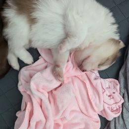 Pomsky Puppies from Tony Hwang