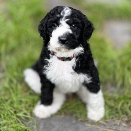 Assorted Doodle Crosses and Goldendoodle Puppies from Wake Forest Darling Doodles