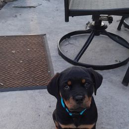 Rottweiler Puppies from Von Schonen Rottweilers