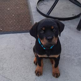 Rottweiler Puppies from Von Schonen Rottweilers