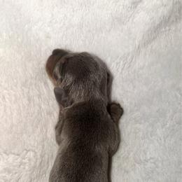 Blue - Blue and tan male Dachshund puppy in Turtletown, Tennessee from Stachia’s C4 Dachshunds