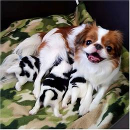 Japanese Chin All Grown Up from KaLor Japanese Chin