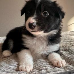 Girl 4 - Black and white female Border Collie puppy in Jonesboro, Arkansas from Hampton Border Collies