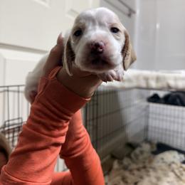 Boy 2 - Lemon and white male Basset Hound puppy in Brandon, Mississippi from Milton’s Bassets