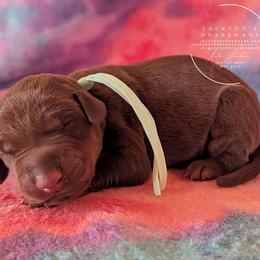 Light Green Collar Male Amethyst and Sage - Red and rust male Doberman Pinscher puppy in Spencer, Indiana from Jackson's Dobermans