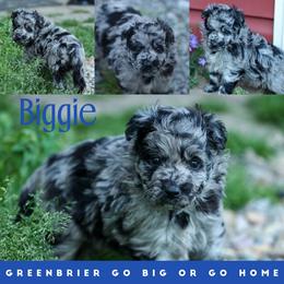 Biggie - Black merle male Mudi puppy in Gatlinburg, Tennessee from Greenbrier