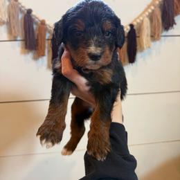 Dozer - Tri-color male Bernedoodle puppy in Bellevue, Iowa from Blended Acres & Kennels