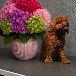 Feta - Red  female Poodle puppy in Hollywood, Florida from Royal Goldendoodle