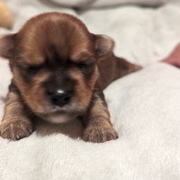 Yorkshire Terrier Puppies from Yadkinyorkies&Morkies