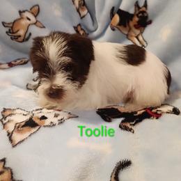 Toolie - Parti male Miniature Schnauzer puppy in Midland, Texas from Shebbies Puppy Palace