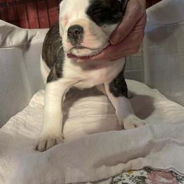 Girl 5 - White female American Bulldog puppy in La Porte, Indiana from Slayton's American Bulldogs