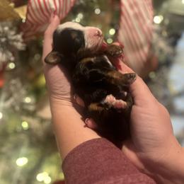 Balsam - Tri-color male Bernedoodle puppy in Alabama from Peach & Pawmetto Doodles