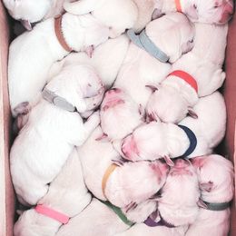 Golden Retriever and Labrador Retriever Puppies from Sierra Hills Retrievers