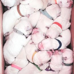 Golden Retriever and Labrador Retriever Puppies from Sierra Hills Retrievers