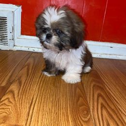Shih Tzu Puppies from Lady Class Kennel