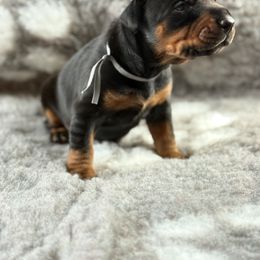 Boy 1 - Black and rust Doberman Pinscher puppy in West Farmington, Ohio from JM Dobermans