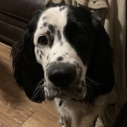 Moon - English Springer Spaniel