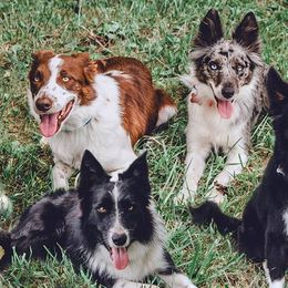 Border Collies from Feathered Cactus Farm