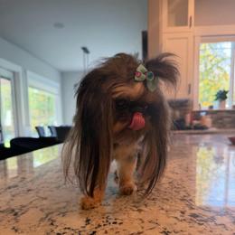 Miss Ella May - Black gold and white female Shih Tzu puppy in Kent, Washington from Exclusively Shih Tzu's LLC