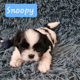 AKC Snoopy 1300 - Black and white male Shih Tzu puppy in Dexter, Kentucky from Enchanting Shih tzu