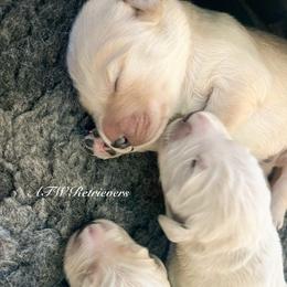 Boy (Reservation 5) - Golden male Golden Retriever puppy in Murfreesboro, Tennessee from ATW Retrievers