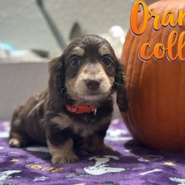 Orange collar - Chocolate and cream male Dachshund puppy in Kissimmee, Florida from Dazzling Frenchies and Doxies