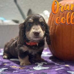 Orange collar - Chocolate and cream male Dachshund puppy in Kissimmee, Florida from Dazzling Frenchies and Doxies