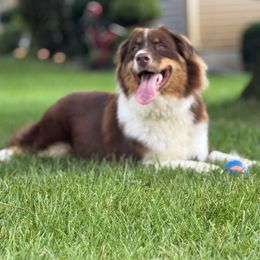 Australian Shepherd All Grown Up from High Court Aussies - Plymouth Indiana