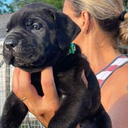 Green Collar Boy - Black brindle male Cane Corso puppy in Weimar, Texas from Cane Corso Authority