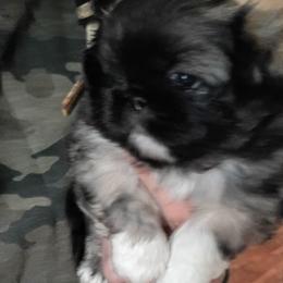 Adam - Fawn sable male Pekingese puppy in Burns, Kansas from Pekingese Dynasty