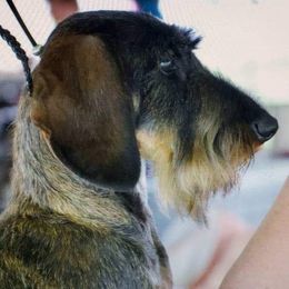 Dachshund Puppies from Willowood-Sandale Dachshunds