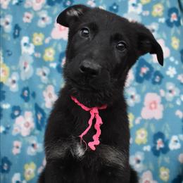 Pink Boy - Bi-color male German Shepherd puppy in Grants Pass, Oregon from Granville German Shepherds
