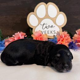 Peach - Black and cream female Dachshund puppy in Dothan, Alabama from Little House Pups