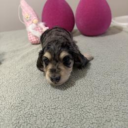 Paisley - Dapple female Dachshund puppy in Dawson, Alabama from Bells Dashing Dachshunds