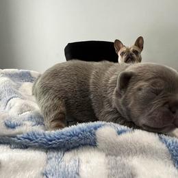 French Bulldog Puppies from Top Billin' Frenchies