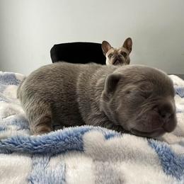 French Bulldog Puppies from Top Billin' Frenchies