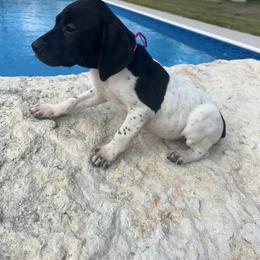 Pink purple - Black roan female German Shorthaired Pointer puppy in Huntington, Texas from B&B GSP’S