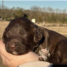 Girl 3 - female Australian Labradoodle puppy in Waco, Texas from RainPuddle's Labradoodles