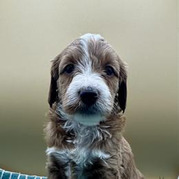 Mule - Apricot male Goldendoodle puppy in Hendersonville, North Carolina from Kim's Cove