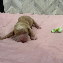 Loto - Apricot female Goldendoodle puppy in Camden, North Carolina from Oopsie Doodles of NC
