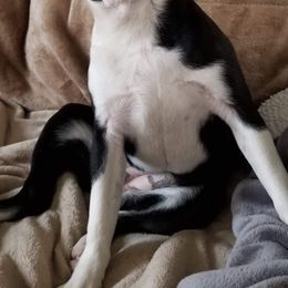 Kimi - Boston Terrier