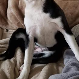 Kimi - Boston Terrier