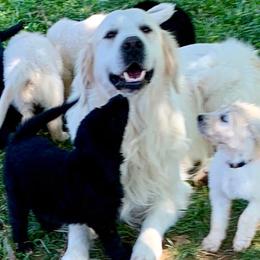 Goldendoodles from DoodleSmith, LLC