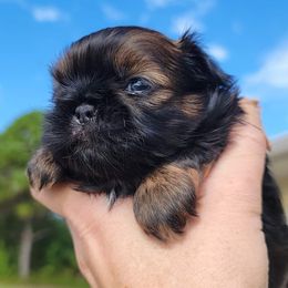 Shih Tzu Puppies from Chimera Shih Tzu